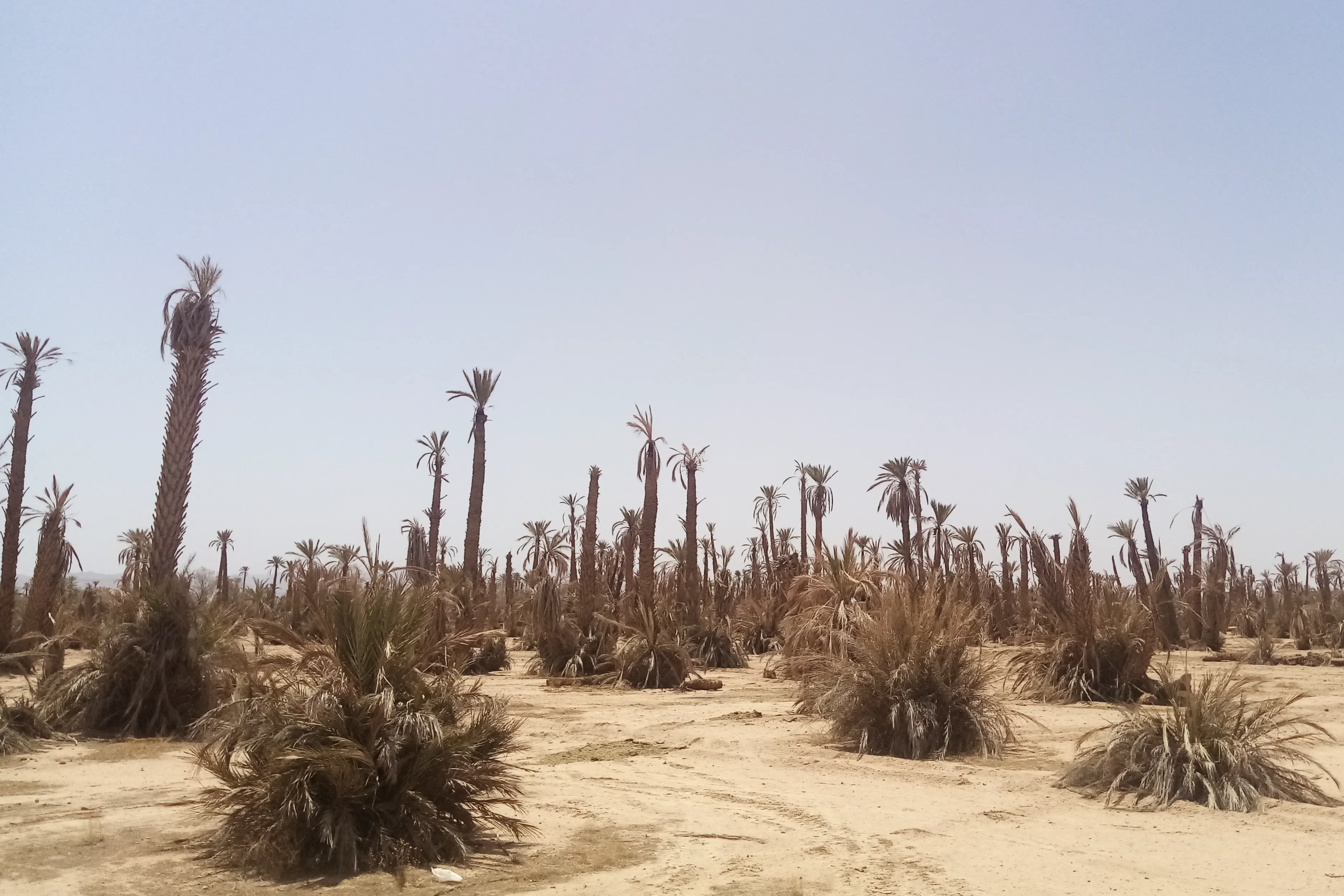 حملة إحياء الواحات المغربية